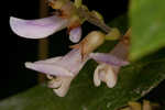 Hog Peanut